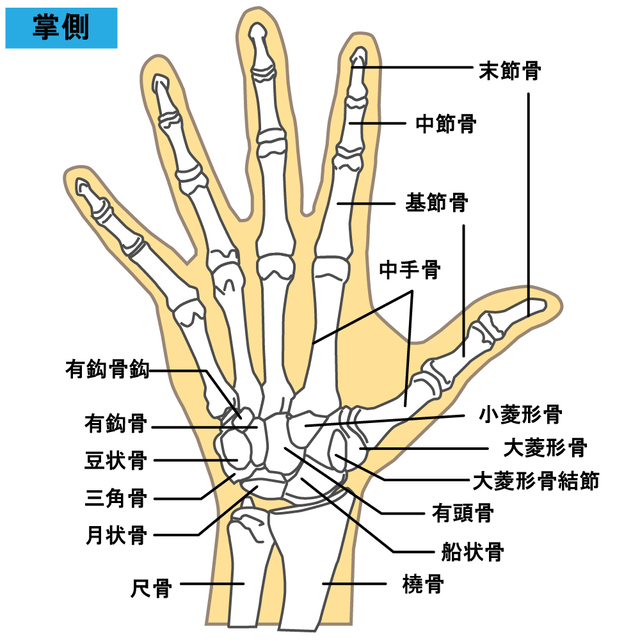 手や手首の骨のイラスト