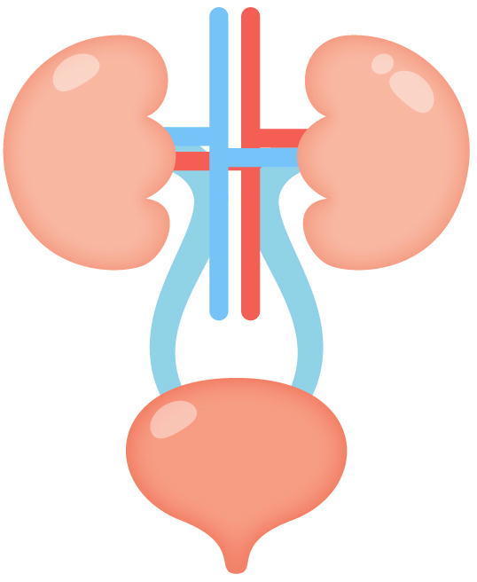 腰痛について ｋｃｓセンター たかの施術院