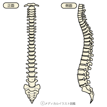 脊柱管狭窄症はよい姿勢で解消させる ｋｃｓセンター たかの施術院