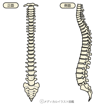 脊柱とは？