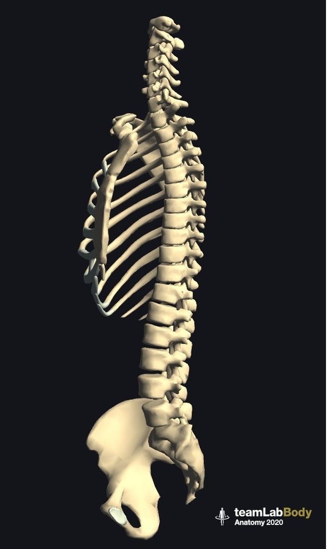 背骨のモデル