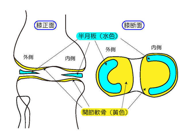 軟骨と半月板