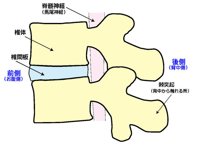 腰椎部の側面から見た図「