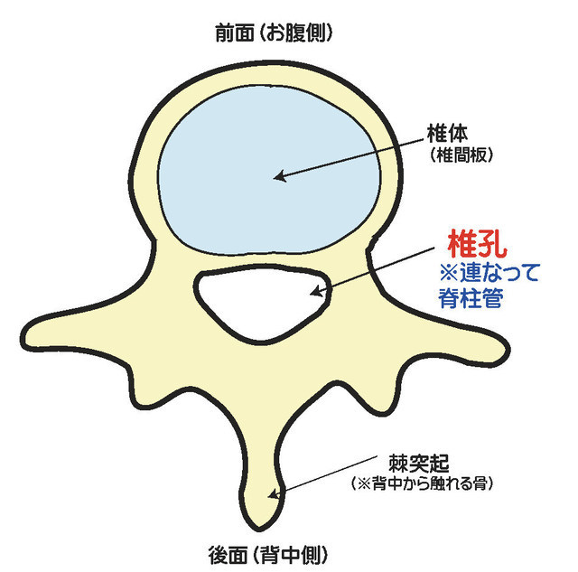 腰椎部の上から見た図