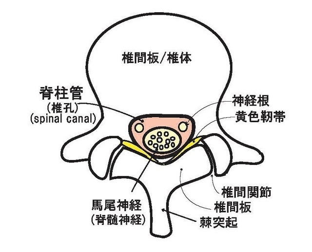 上から見た脊柱管の簡略図