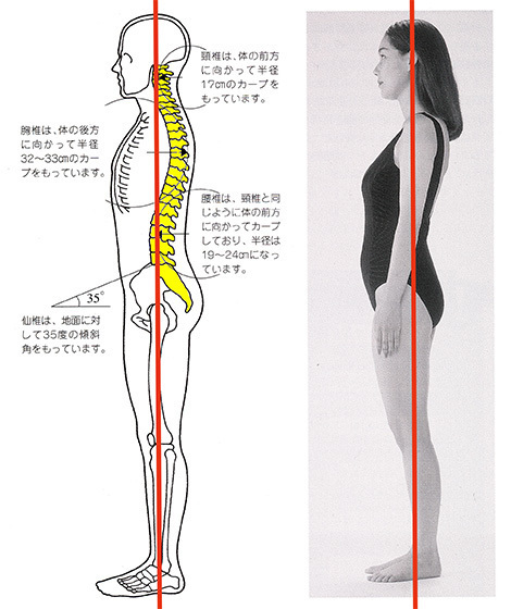 分離症の起るところ